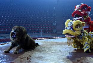 狮子队视频,精彩瞬间回顾