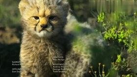 捉猫豹视频,一场动物世界的较量