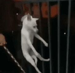 狗惨叫视频,揭开动物虐待的残酷现实