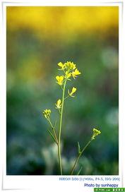 草草草视频在线观看,一窥网络短视频的魅力世界
