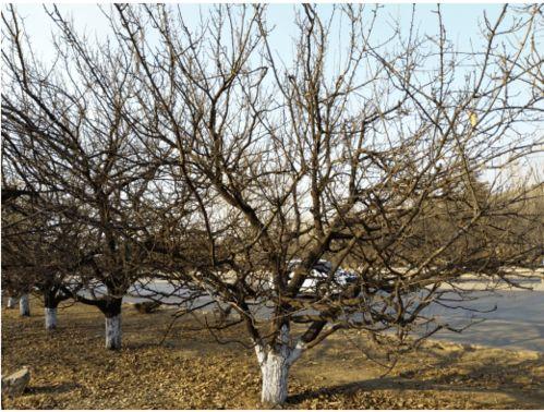 杏树修剪视频,视频教程深度解读