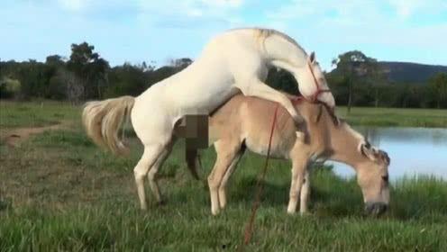 训骡子视频,揭秘骡子训练技巧与智慧