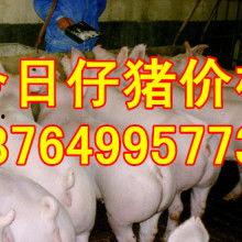 猪苗视频,从出生到育肥的成长历程