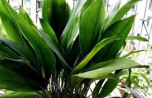 一叶兰分盆视频,轻松掌握分株技巧