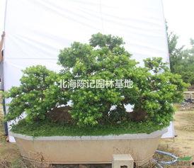 罗汉松盆景造型视频,一招一式尽显匠心独运