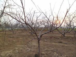 y字型桃树修剪视频,Y字型桃树修剪技巧解析