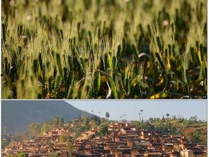 云南农村视频,云南农村生活画卷